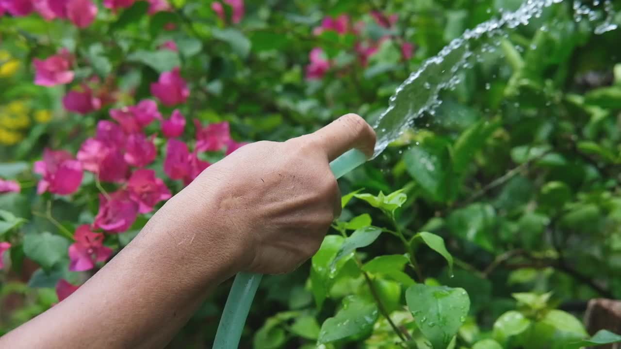 近距离的亚洲妇女正在用软管给植物浇水，以便在阳光下种植蔬菜视频下载