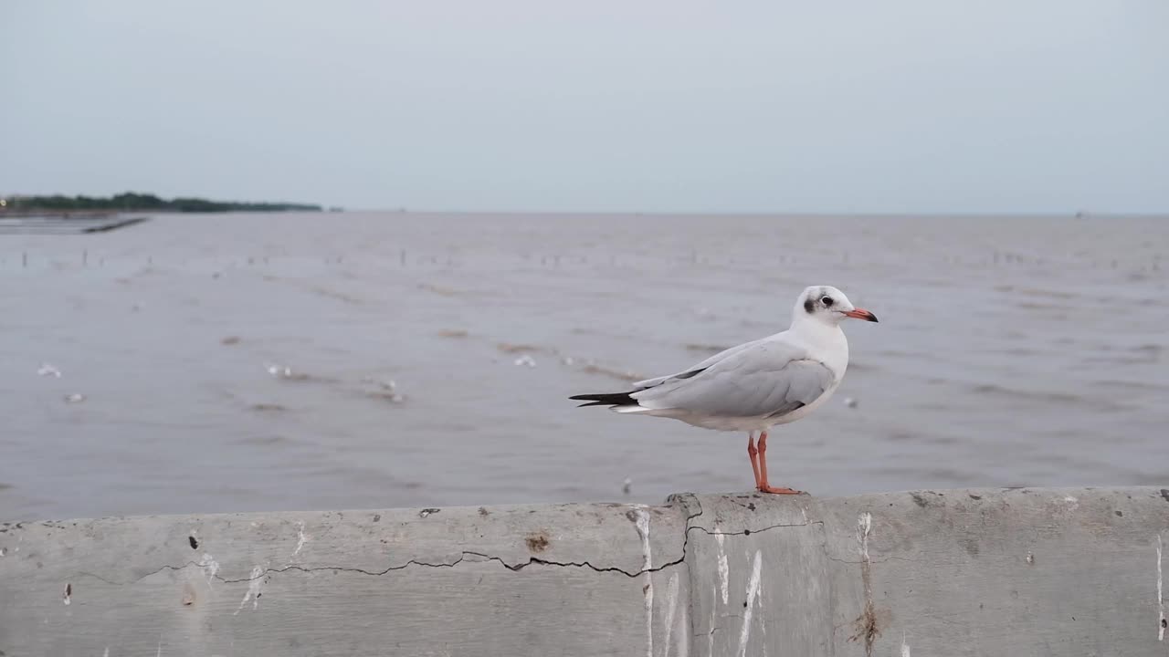 候鸟站在靠近大海和日落的混凝土栅栏上视频下载