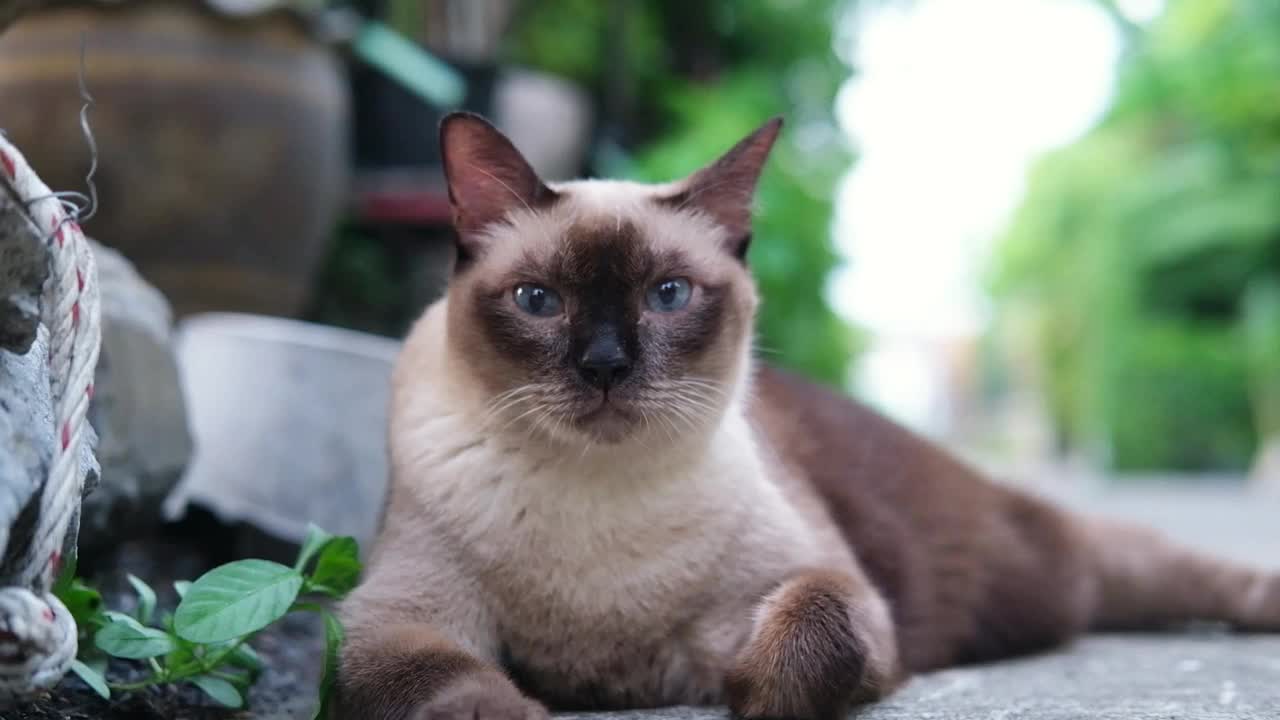 快乐的暹罗猫在花园的混凝土地板上休息视频下载