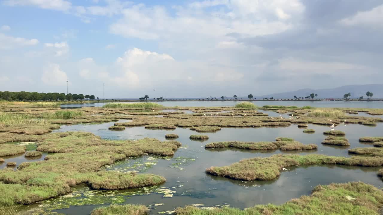 伊兹密尔湿地上的火烈鸟群落视频下载