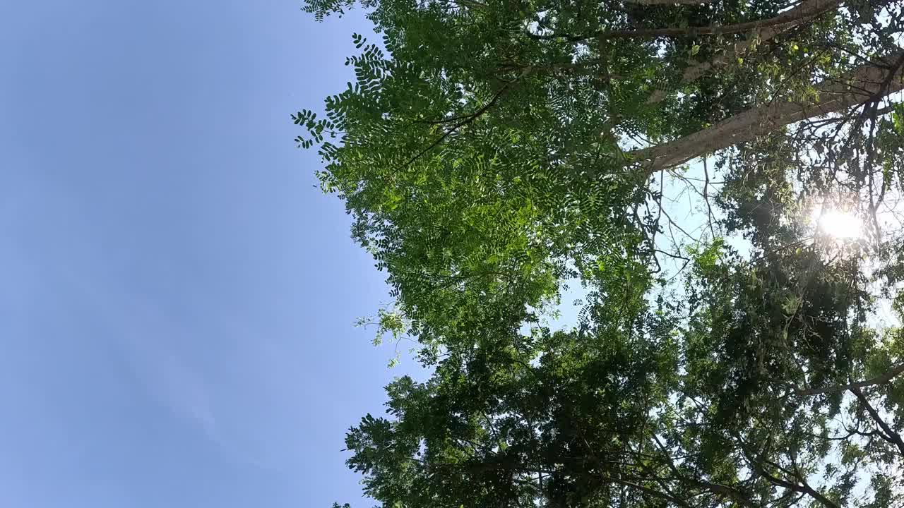 延时;从下面看到一辆汽车穿过枝繁叶茂的树枝。视频下载