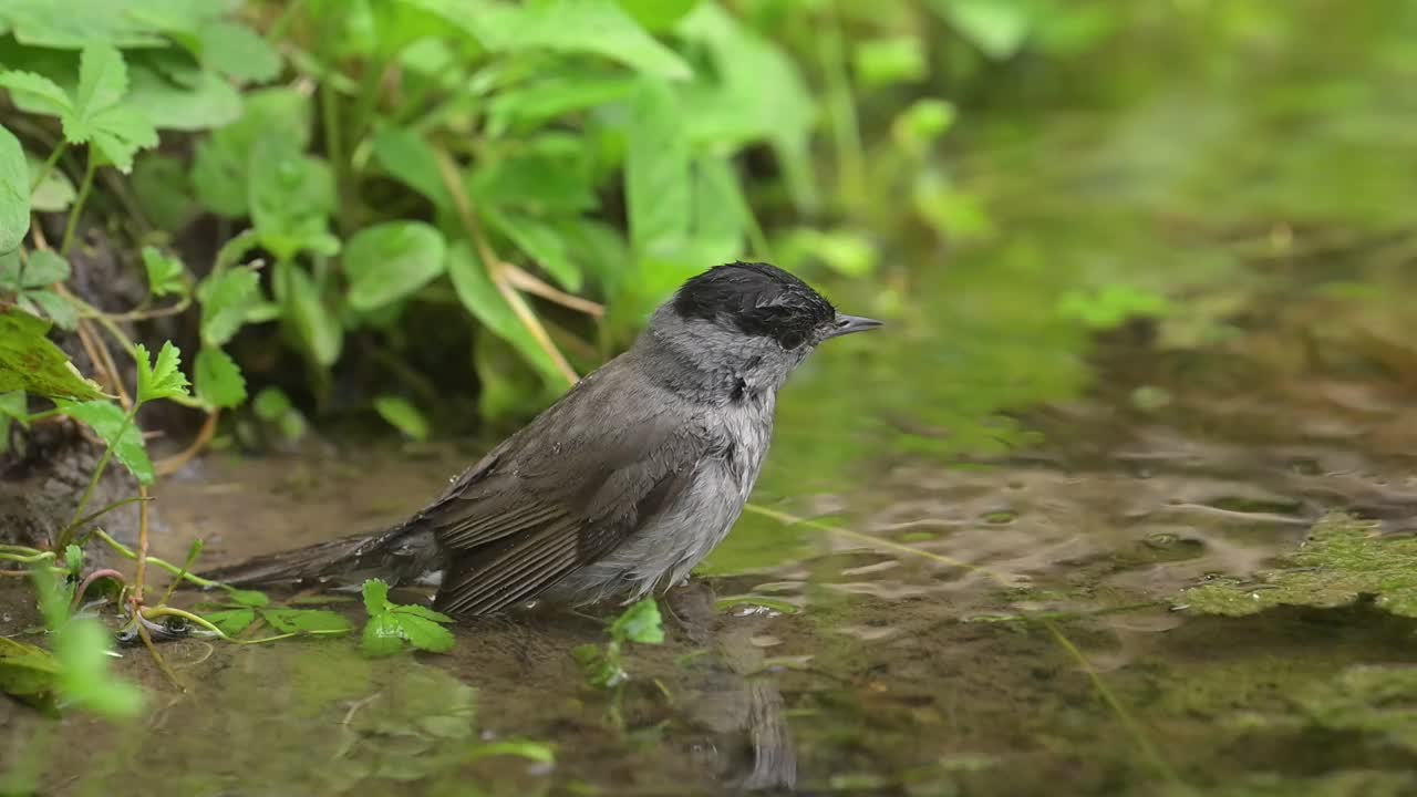 男性黑帽浴视频下载