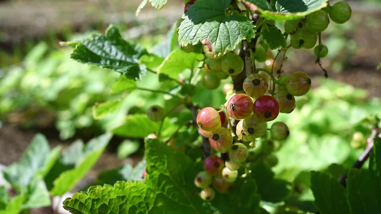 在室外枝上成熟的红醋栗视频素材