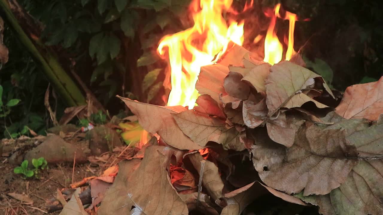 近距离拍摄干树叶在森林地面上燃烧，污染环境的概念视频素材