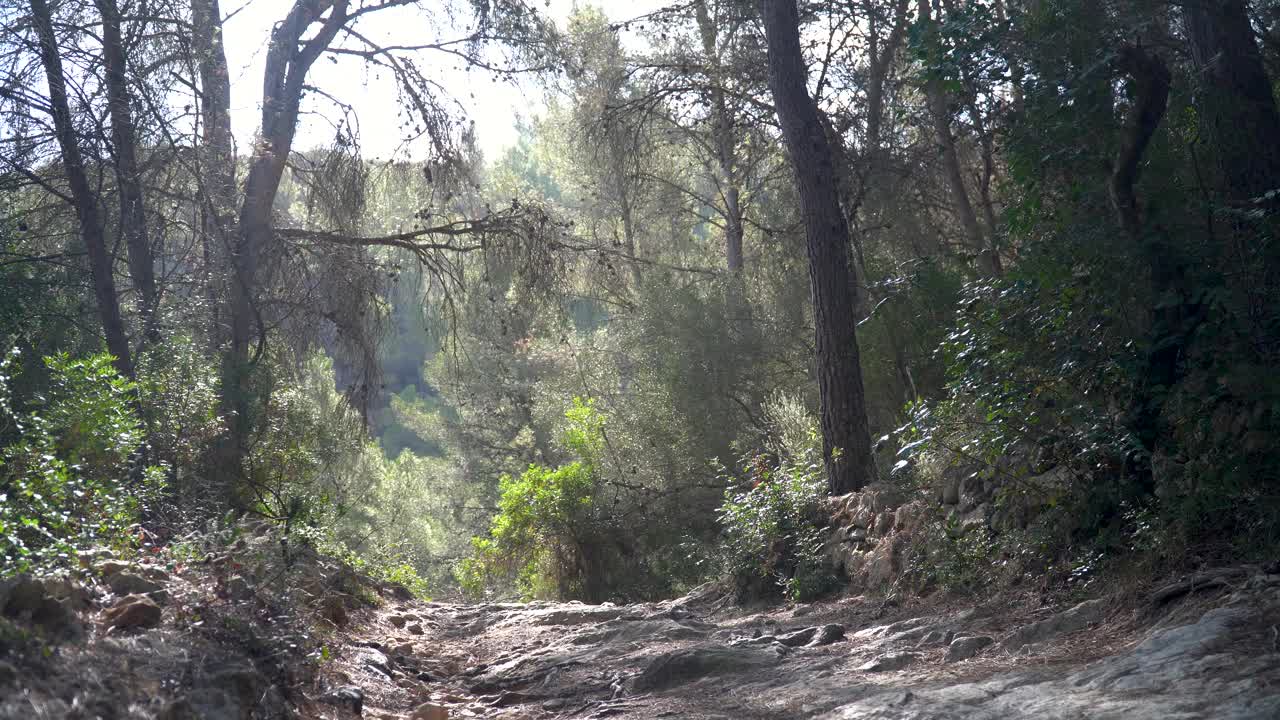 强壮的徒步旅行者在森林的小路上行走视频素材