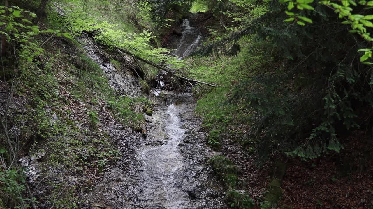 森林里的小溪顺着石头流下来视频素材