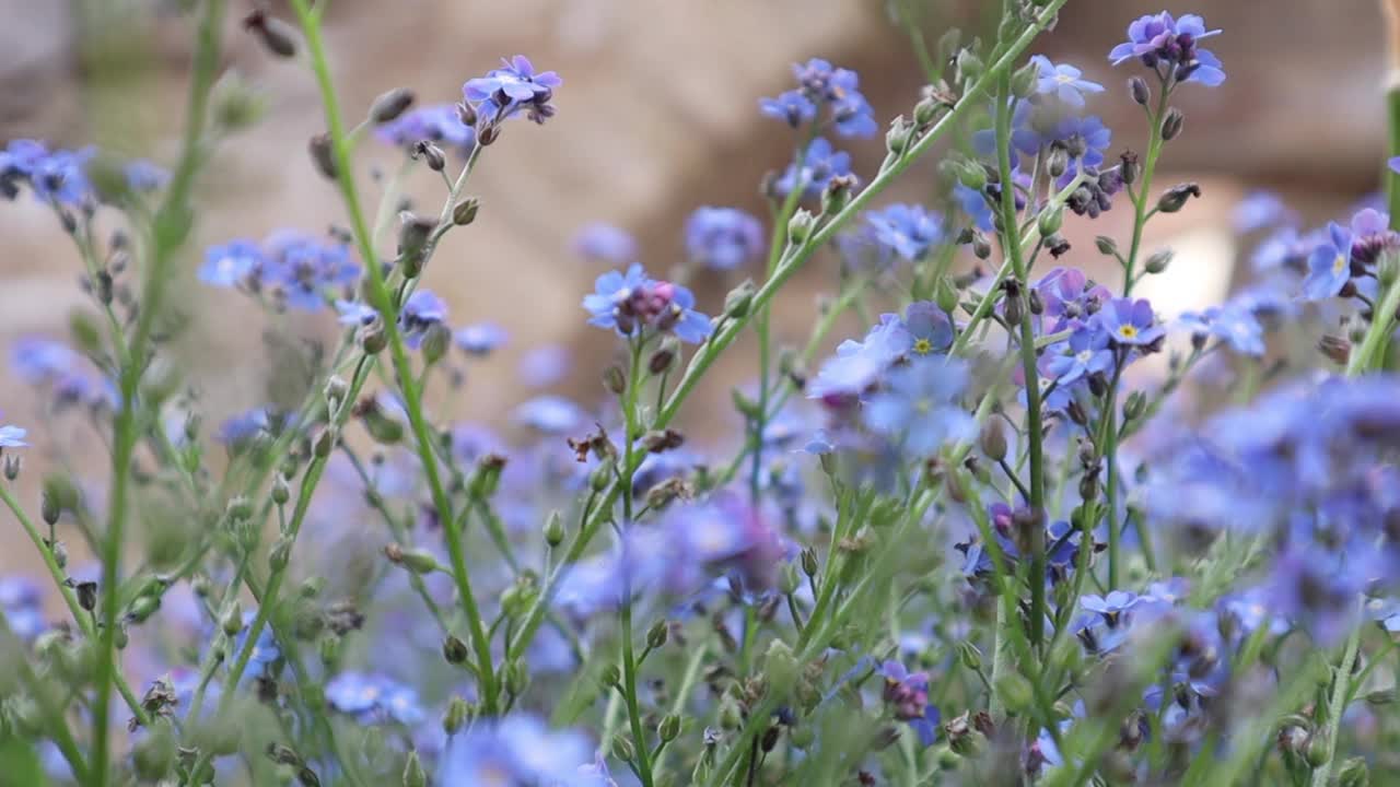 蓝色的野花在风中摇曳视频素材