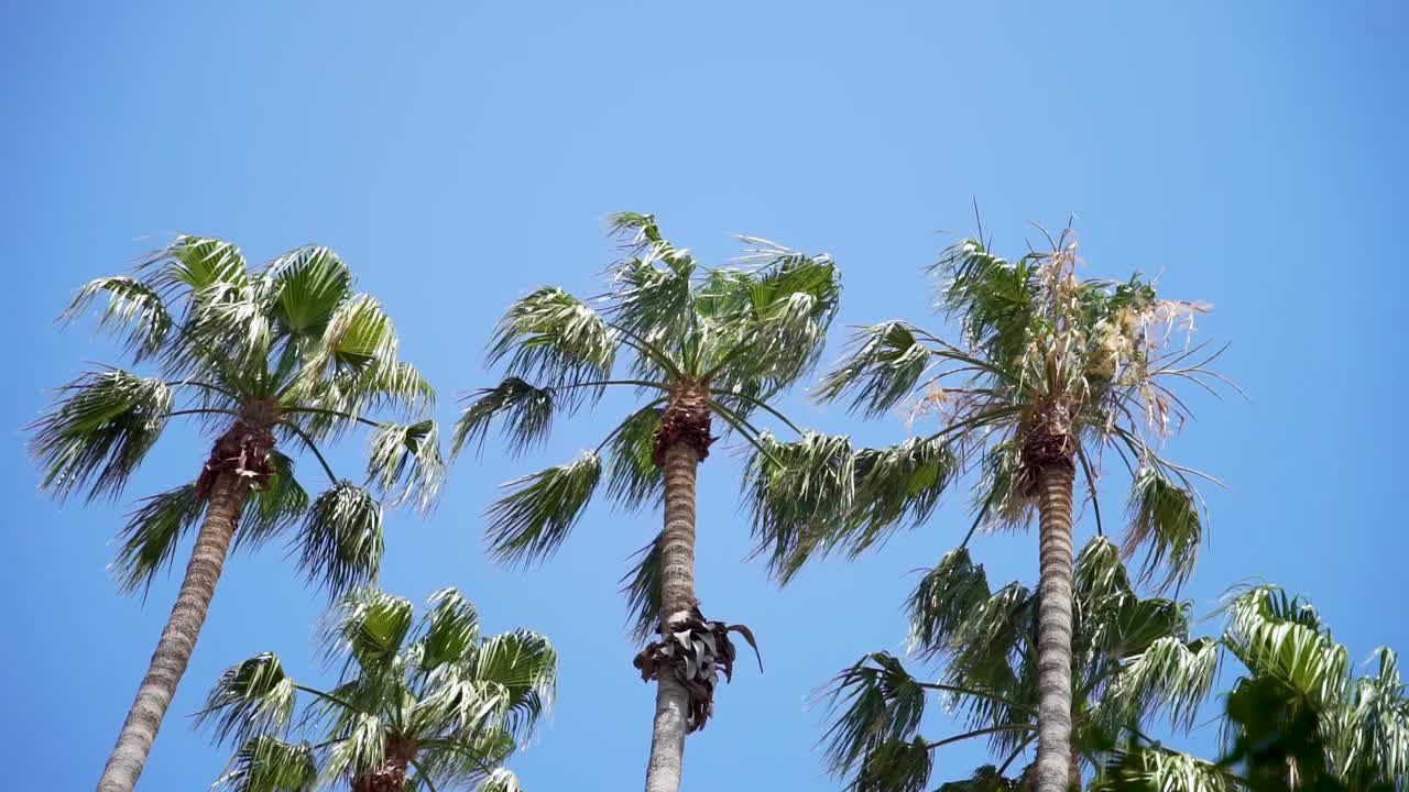 棕榈树的天空背景与树叶在风中移动视频下载