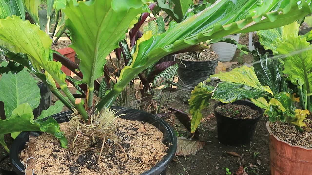 手握花园软管，浇灌绿色的花园。给院子里的植物浇水视频下载