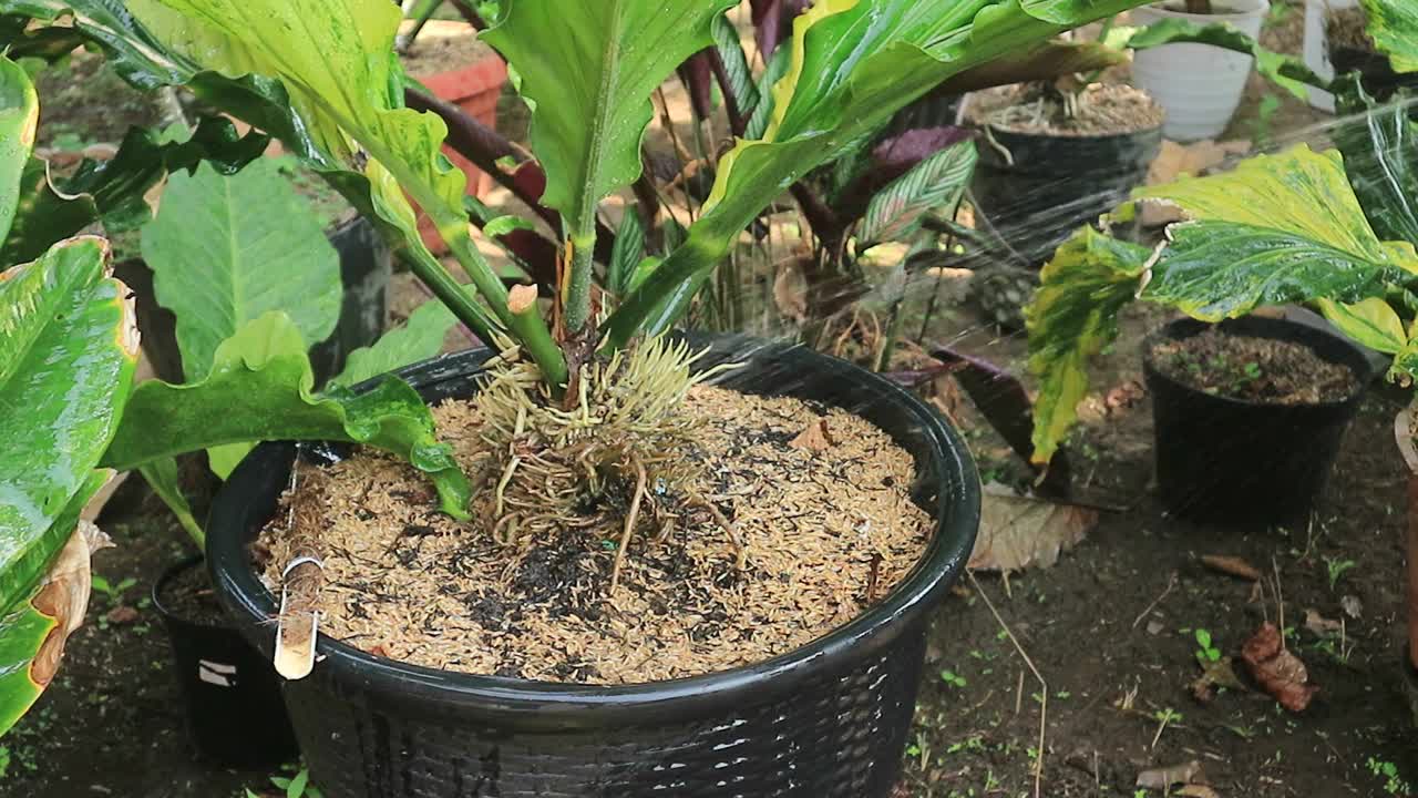 手握花园软管，浇灌绿色的花园。给院子里的植物浇水视频下载