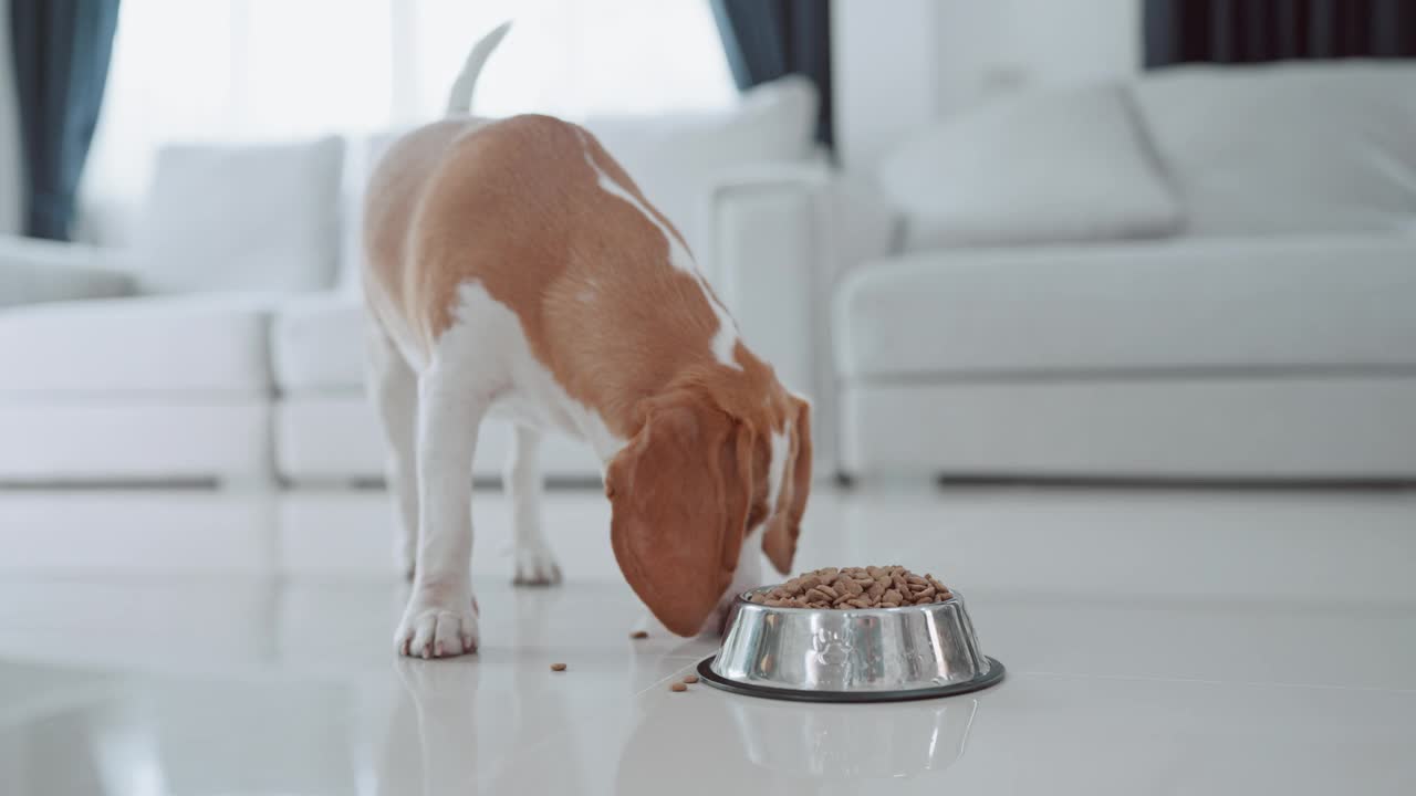 一只可爱的小猎犬小狗在房子地板上的碗里吃东西。萌宠概念视频素材