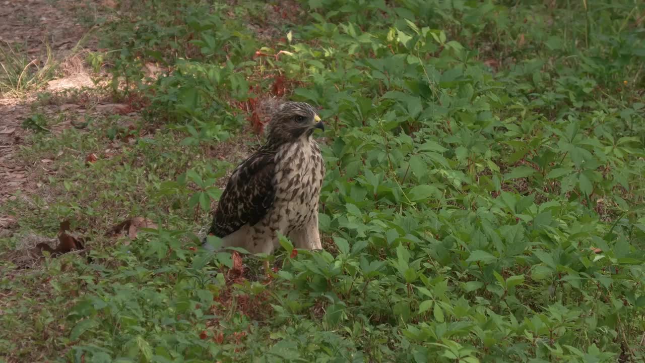 佛罗里达森林里的小红肩鹰视频下载