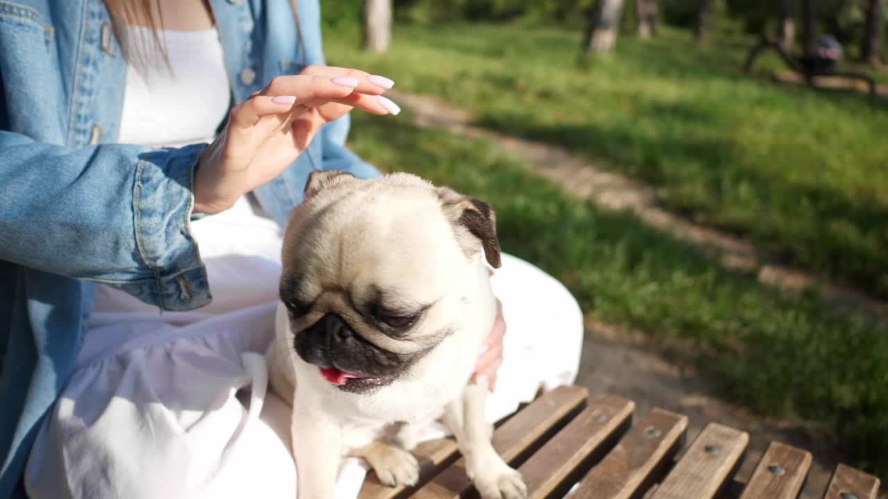 阳光明媚的早晨，一个女人和她可爱的哈巴狗坐在公园的木凳上，特写。慢动作效果视频素材