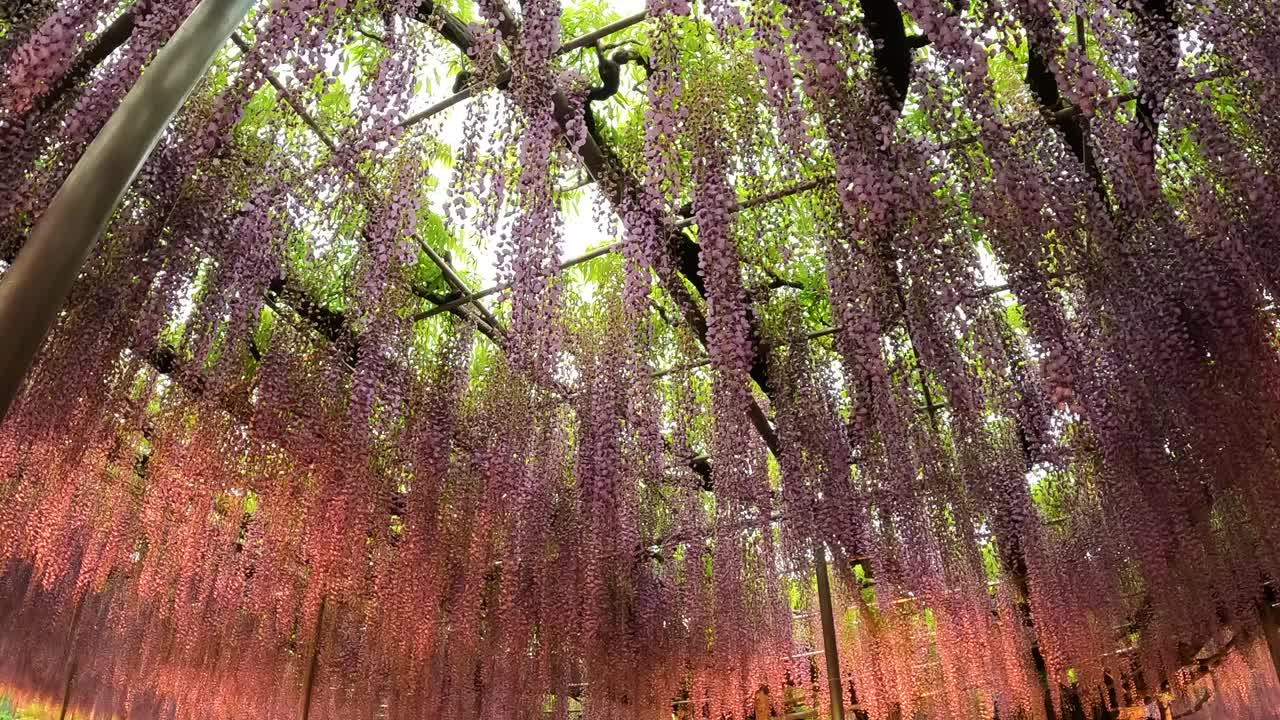 被照亮的紫藤花视频下载