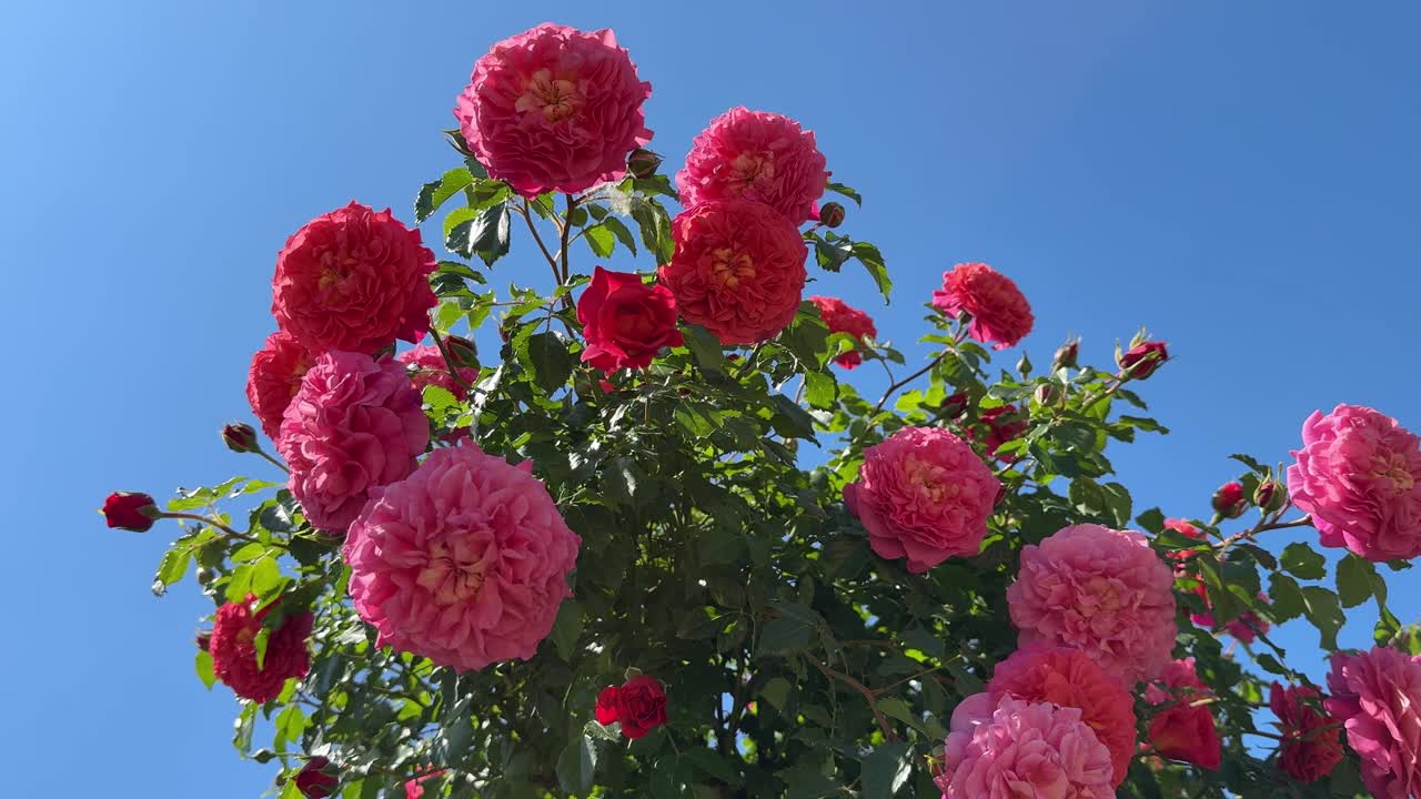 玫瑰爬升丛与美丽的红粉红色的花在蓝色的天空花园。视频素材