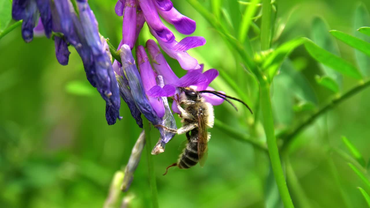 蜜蜂从毛紫薇(Vicia villosa)花上采集蜂蜜视频下载