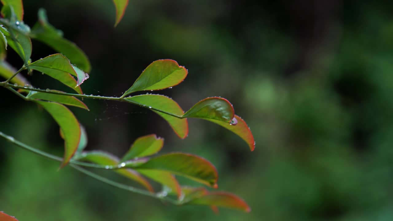 神竹的叶子细节与水滴视频素材