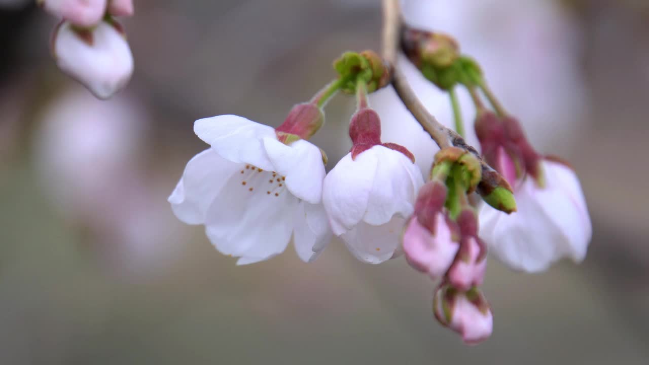 树枝上绽放着粉红色樱花的微妙之美视频下载