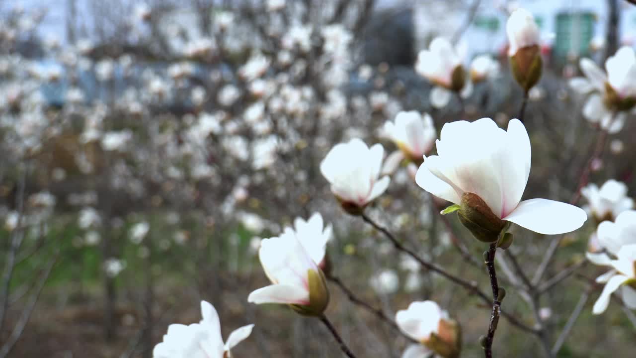 美丽的白玉兰花视频下载