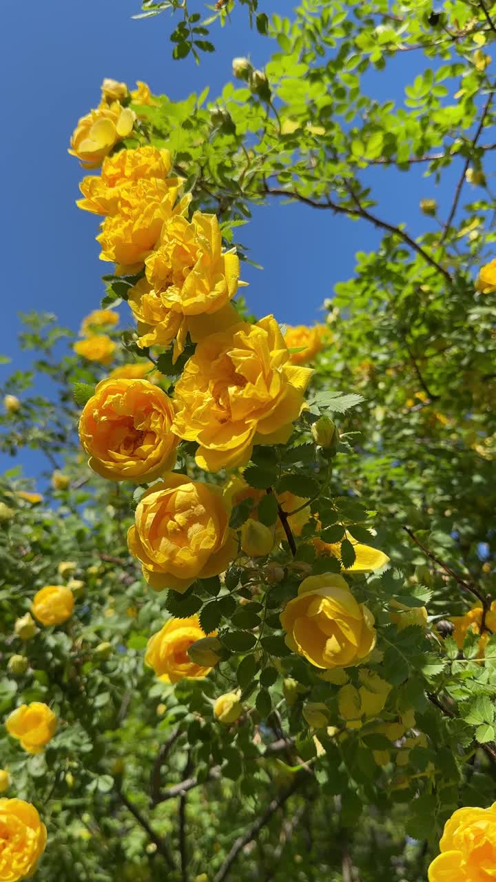 玫瑰黄花上蓝天，垂直视频。视频素材