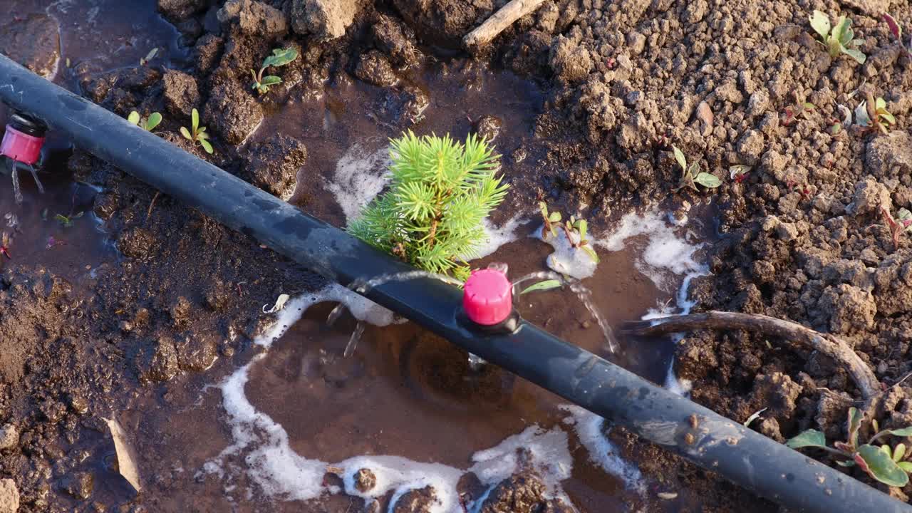 小树苗在湿润的土壤中被滴灌管道灌水的特写视频素材