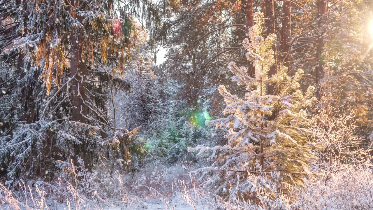 日出时美丽的冬季景观。白雪覆盖的树木。下雪的圣诞节早晨。视频下载