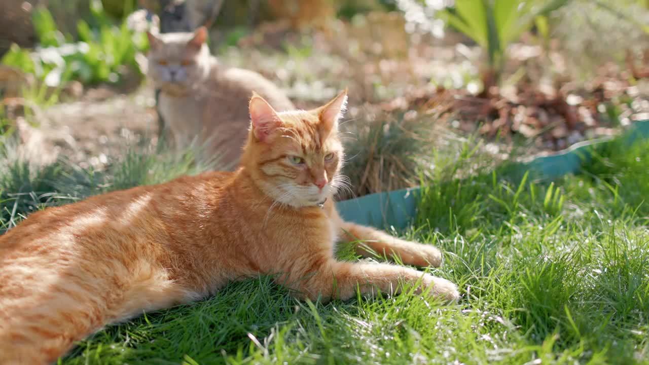 可爱的生姜和苏格兰猫户外躺在后院花园的草坪上视频素材