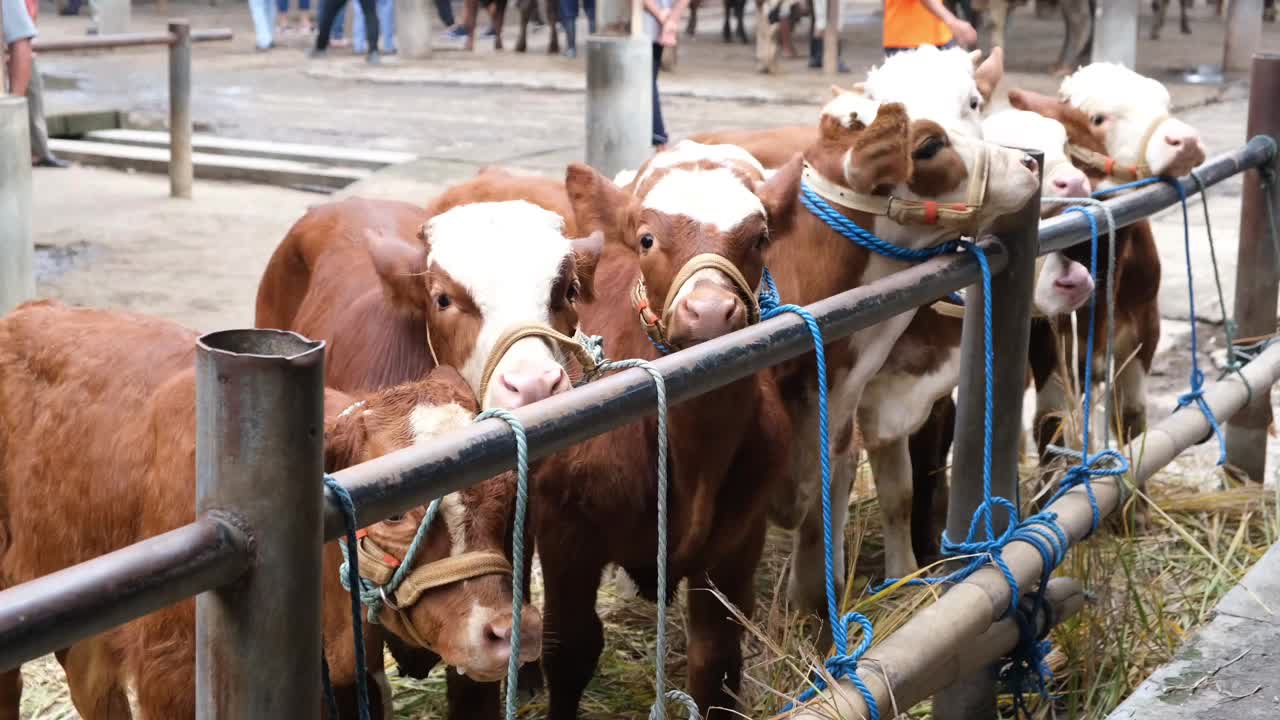 棕牛(sapi qurban)视频素材