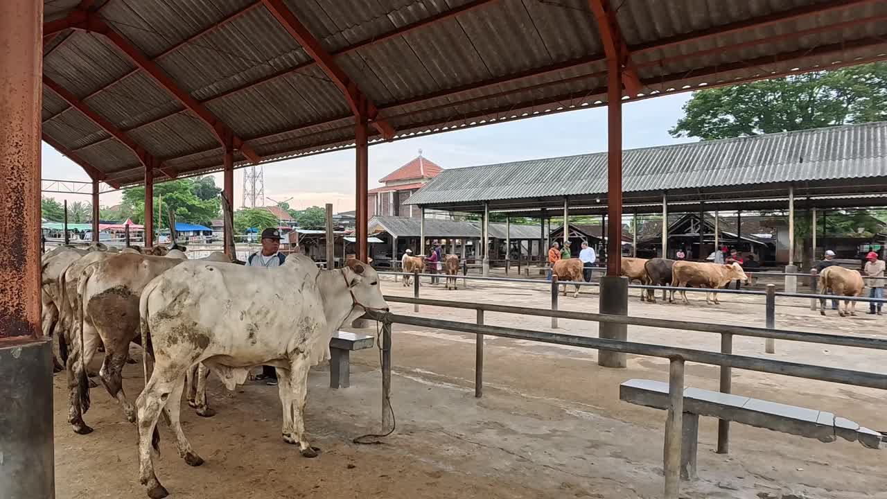 白奶牛(sapi qurban)视频素材