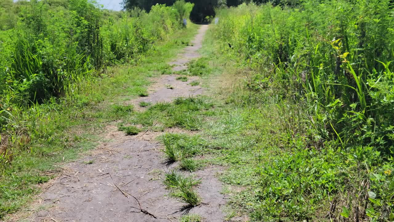 大型佛罗里达短吻鳄穿过公园里的小路视频下载