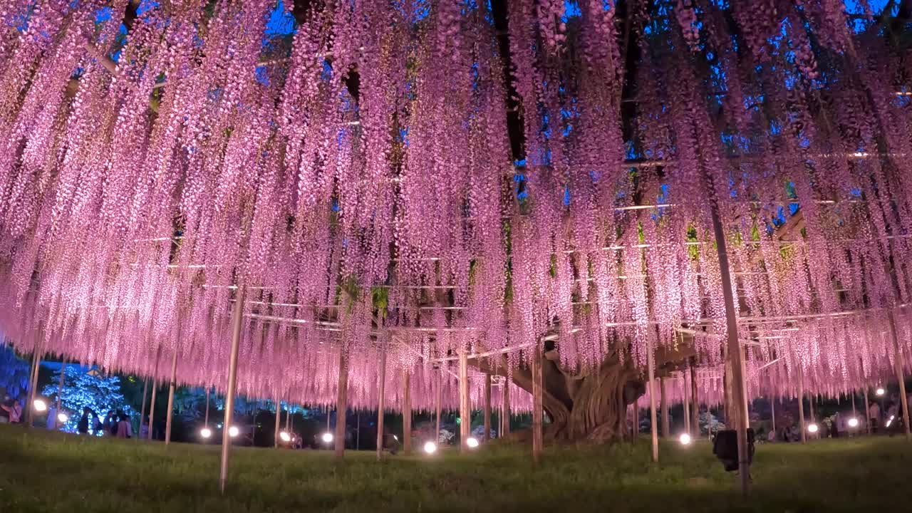 在夜晚照亮紫藤树视频下载