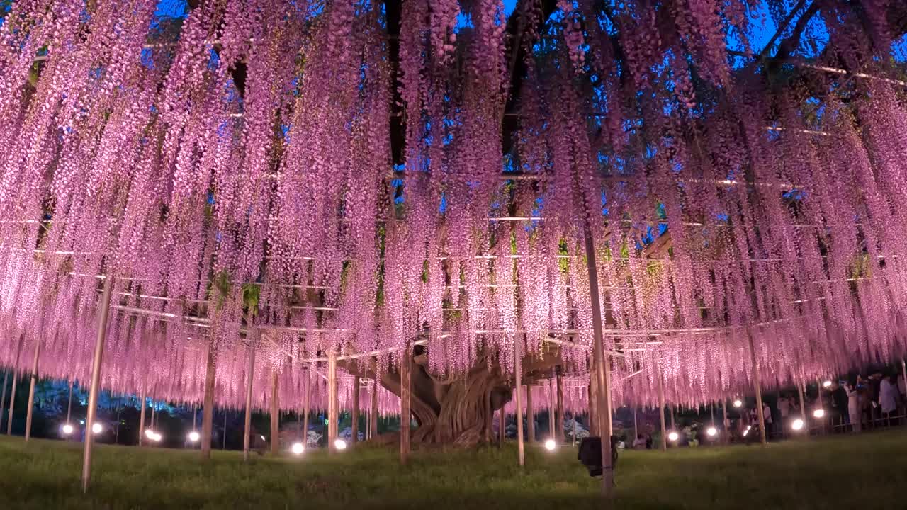 在夜晚照亮紫藤树视频下载