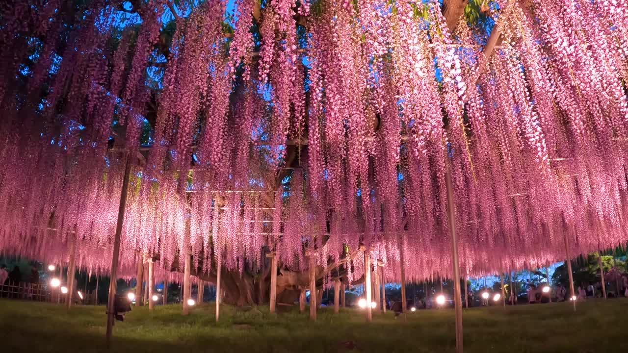 在夜晚照亮紫藤树视频下载