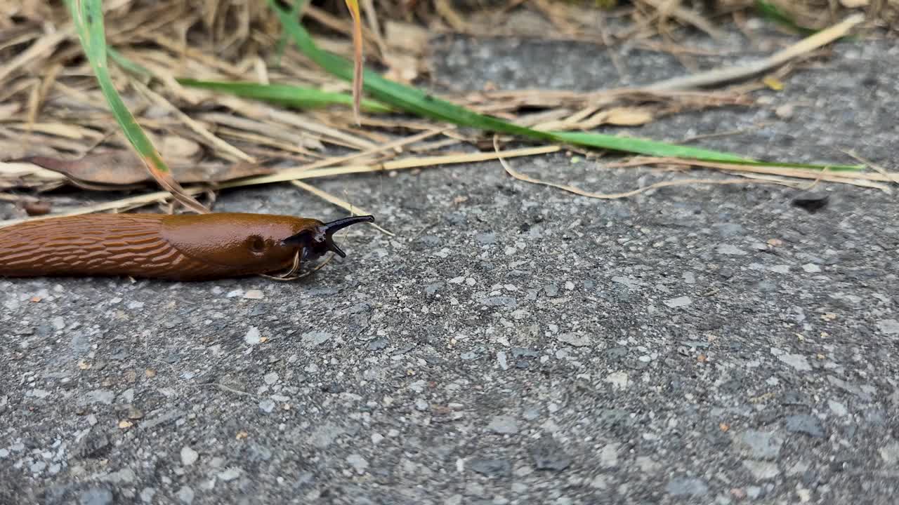 近距离观察葡萄牙蛞蝓(Arion lusitanicus)。视频下载