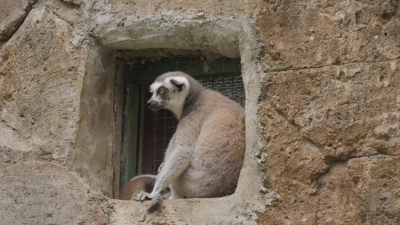 一只狐猴妈妈和她的孩子坐在壁龛里，突然，第三只狐猴跳进了镜头。视频素材