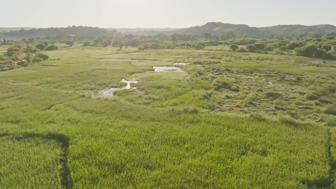 日出时的低角度鸟瞰图，绿色的稻田草地，阳光在水中反射。马达加斯加，非洲(4K)视频素材