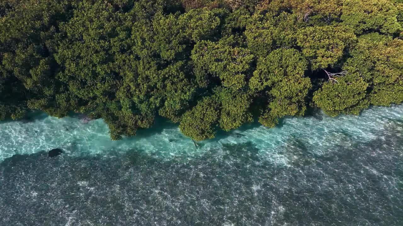 鸟瞰图显示绿色的森林和蓝色的海滨，创造了如画的热带风光视频素材