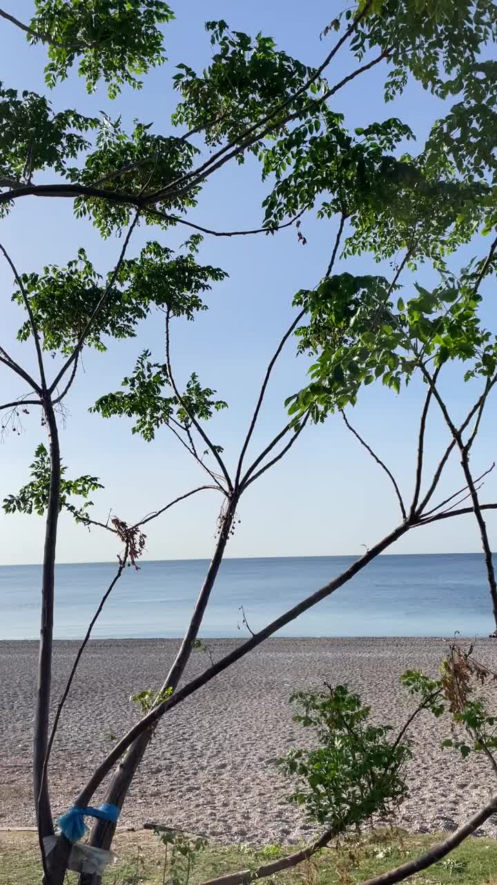 海边的树视频下载