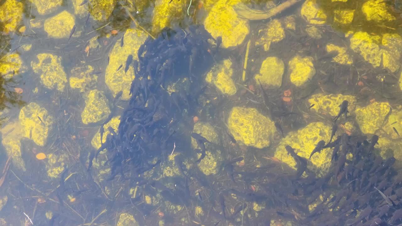 佛罗里达湿地的池塘里有很多鱼视频下载