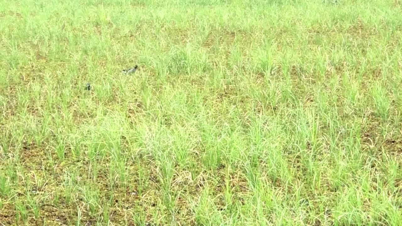 蓝水鸡降落在巴西内陆的一片沼泽里视频下载