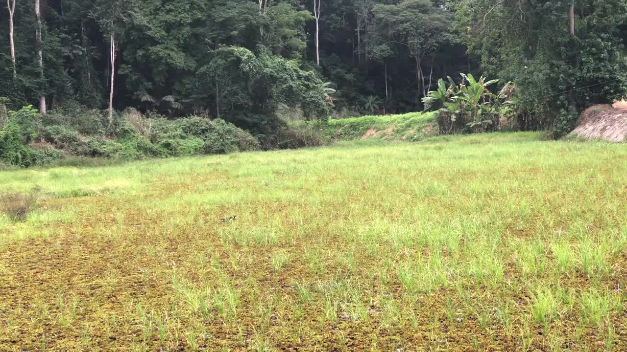 蓝水鸡降落在巴西内陆的一片沼泽里视频下载