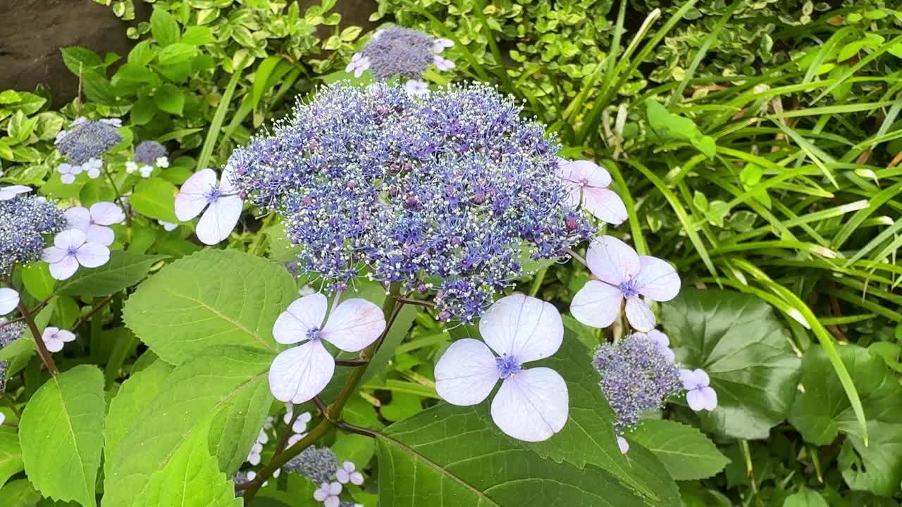 美丽的紫色和白色绣球花盛开在郁郁葱葱的绿色花园视频素材