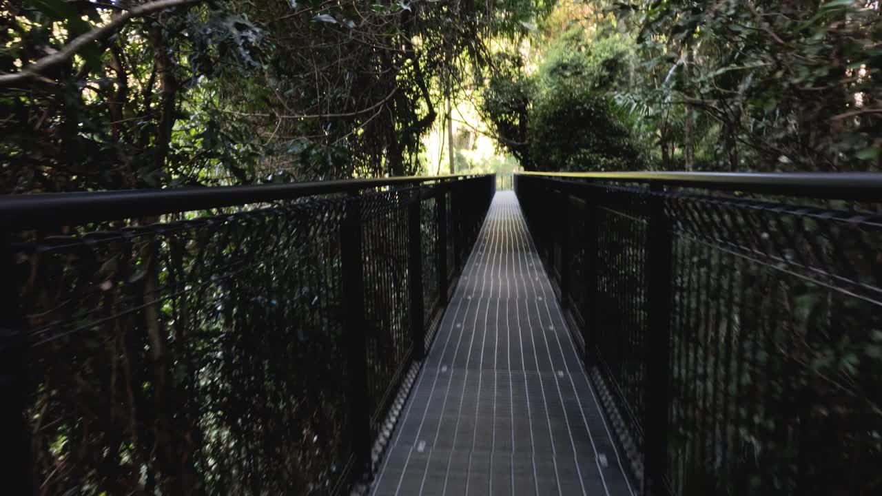 Tamborine山的林冠步道视频素材