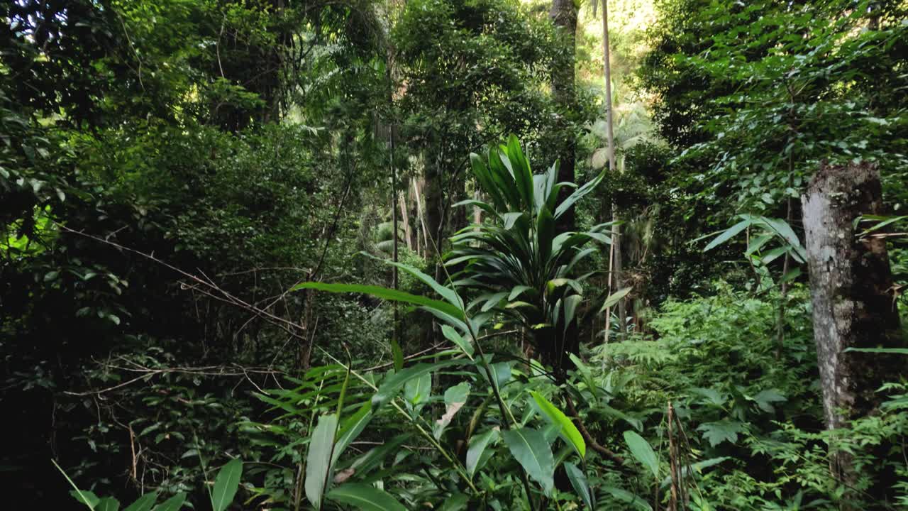 Tamborine山的森林冠层视频素材