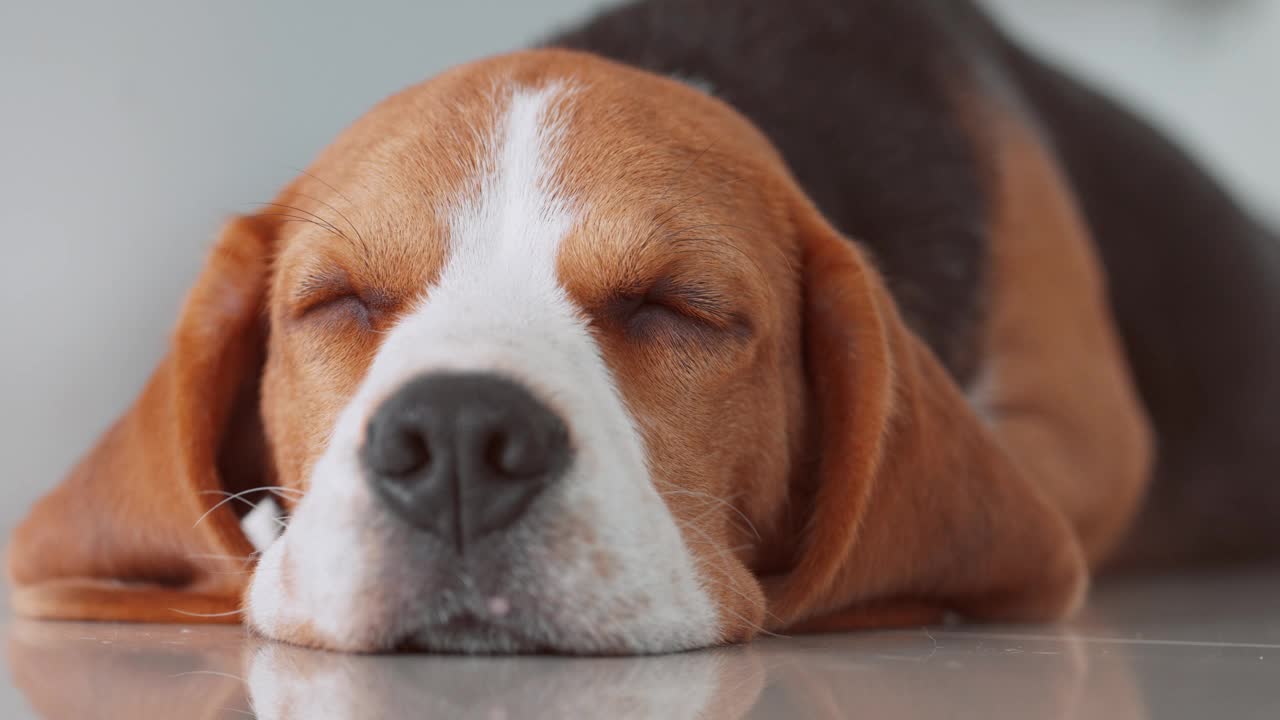 可爱的小狗小猎犬在家里的地板上打瞌睡。萌宠概念视频素材