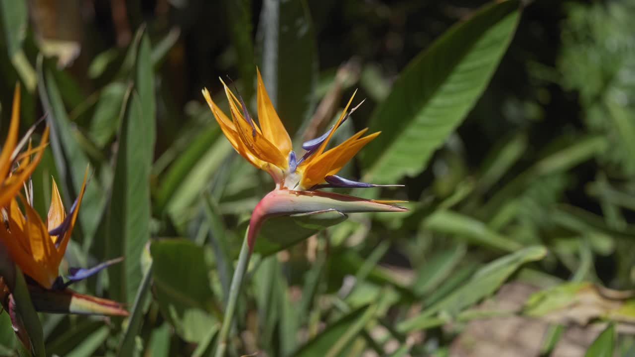 充满活力的天堂鸟花，streelitia reginae，在郁郁葱葱的绿叶在热带花园设置视频素材