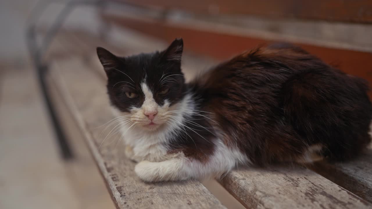 一只穿着燕尾服、眼睛锐利的猫咪懒洋洋地躺在木凳上，散发着猫咪的优雅和平静。视频素材