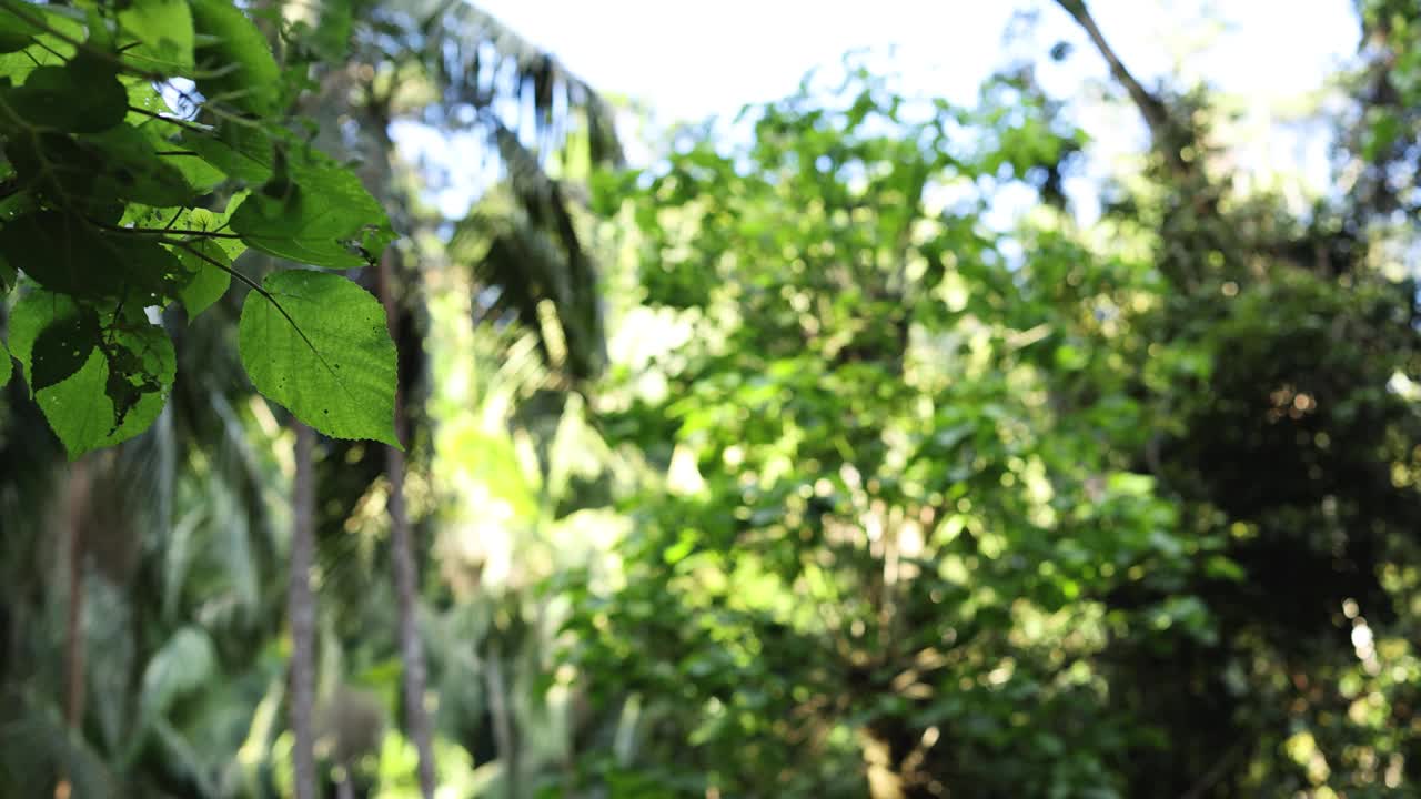 坦伯林山郁郁葱葱的森林溪流视频素材