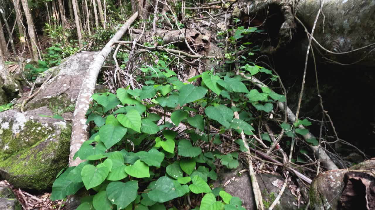 探索Mount Tamborine森林视频素材