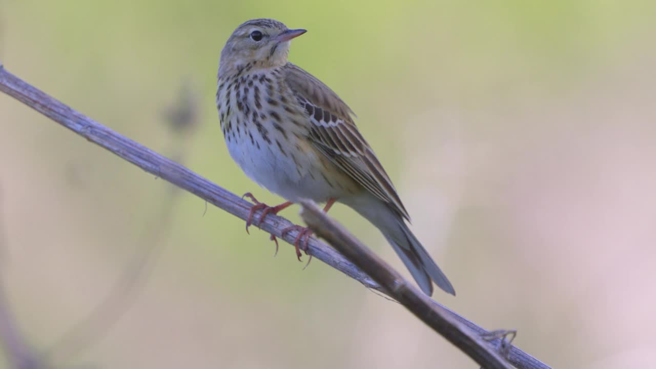 鸟-树Pipit (Anthus trivialis)坐在干燥的草地上，在一个阳光明媚的春天的晚上唱歌。视频素材